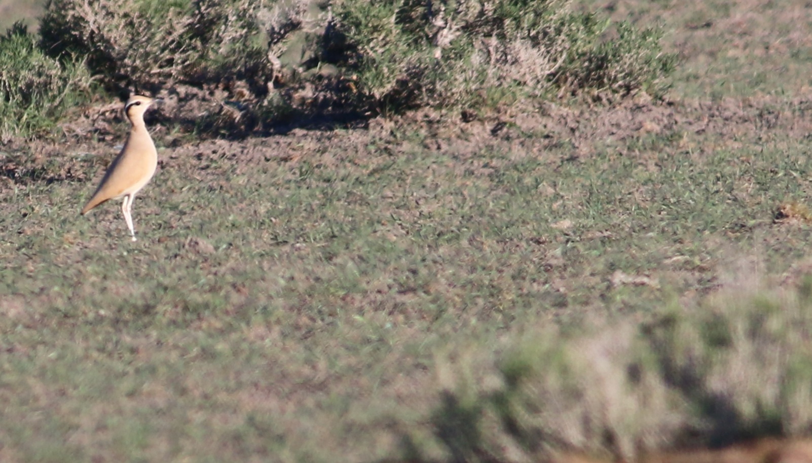 Cream-colored Courser